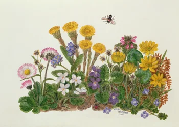 Lila und weiße Veilchen, Gänseblümchen, Scharbockskraut und Vergissmeinnicht